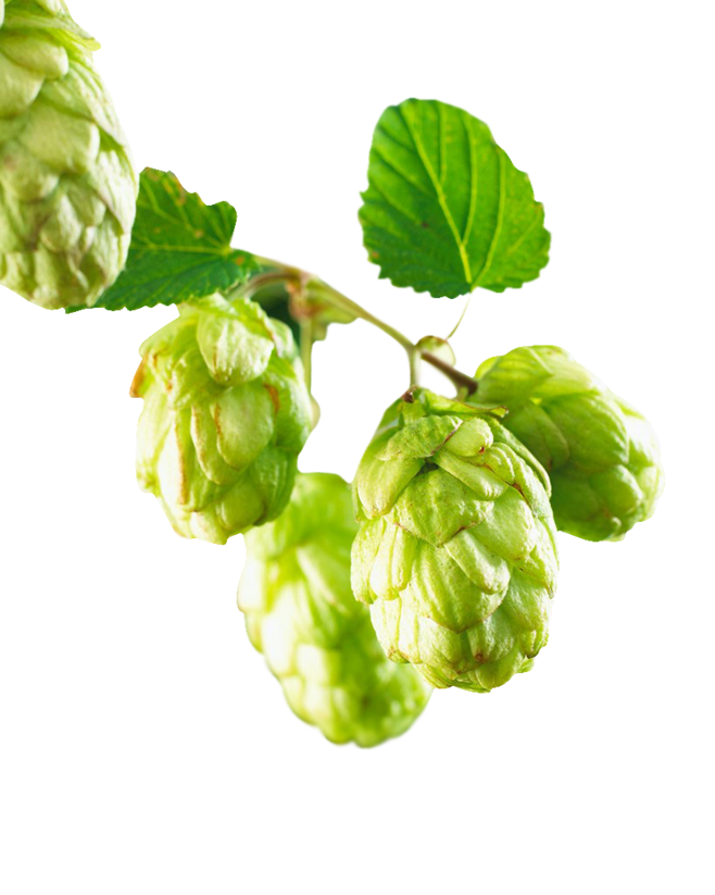 Dried Hops/lupulus